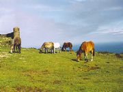 Cavalos salvaxes